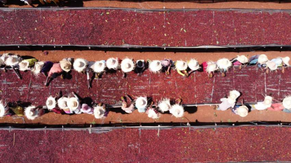 Ethiopia Konga Washed