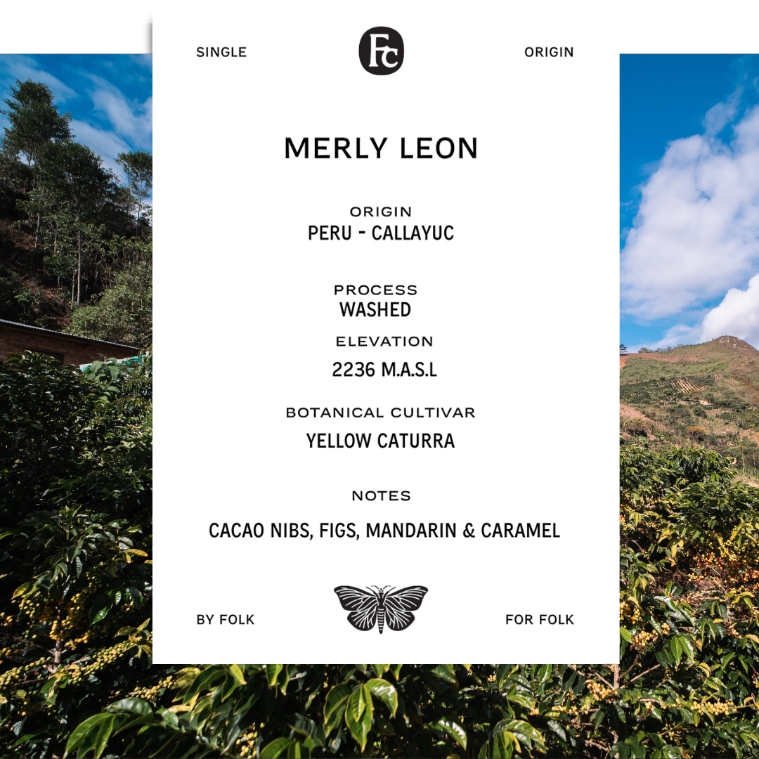 MERLY LEON - YELLOW CATURRA