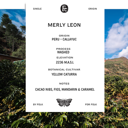 MERLY LEON - YELLOW CATURRA