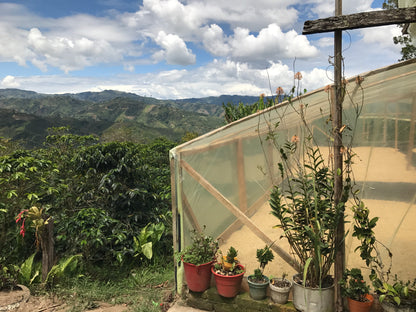 Colombia-Santa Monica-Strawberry Honey Processed